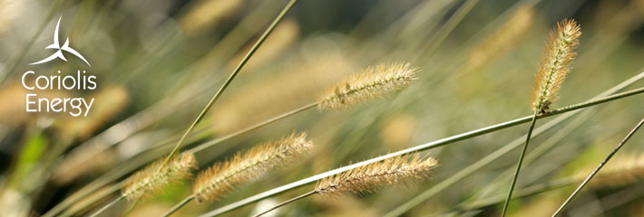 Image:  Close-up of grass blowing in wind